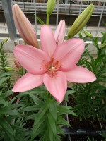 [5057 Termoli No02.JPG]